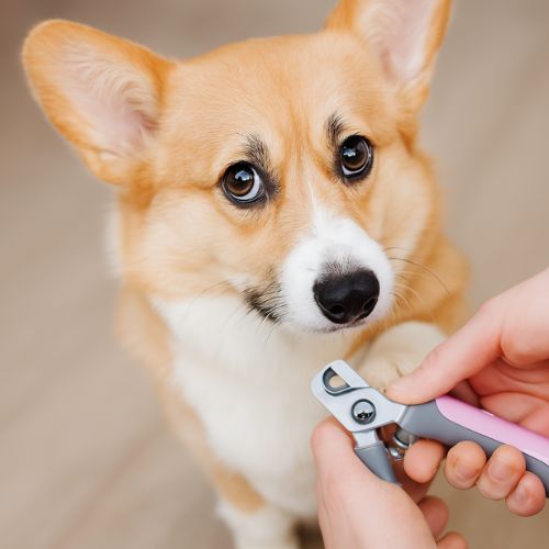 Pets Professional Stainless Steel Nail Cutter โ Precision Scissor Clipper for Safe Pet Grooming Pets Professional Stainless Steel Nail Cutter โ Precision Scissor Clipper for Safe Pet Grooming