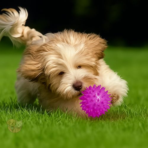 FUN LED Spike Ball โ Flashing, Bouncy & Squeaky Toy for Dogs & Cats FUN LED Spike Ball โ Flashing, Bouncy & Squeaky Toy for Dogs & Cats