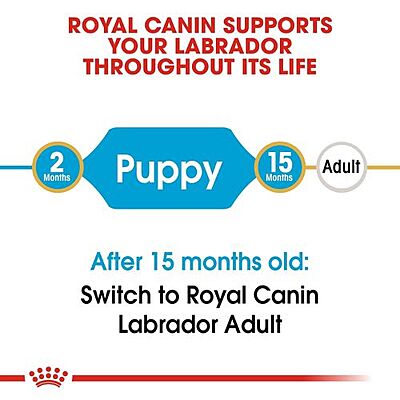 Royal Canin Labrador Retriever Puppy Food โ Supports Healthy Growth & Immune System Royal Canin Labrador Retriever Puppy Food โ Supports Healthy Growth & Immune System