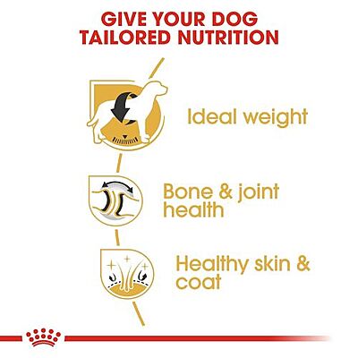Royal Canin Labrador Retriever Adult Dog Food โ Tailored Nutrition for Your Purebred Lab Royal Canin Labrador Retriever Adult Dog Food โ Tailored Nutrition for Your Purebred Lab