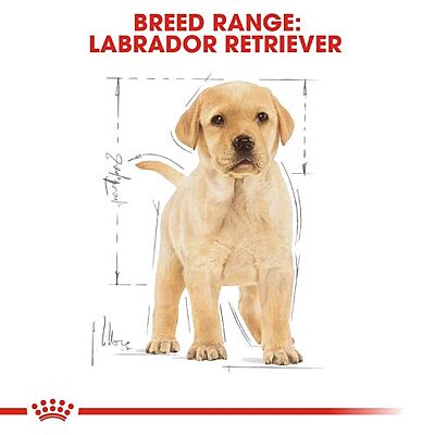 Royal Canin Labrador Retriever Puppy Food โ Supports Healthy Growth & Immune System Royal Canin Labrador Retriever Puppy Food โ Supports Healthy Growth & Immune System