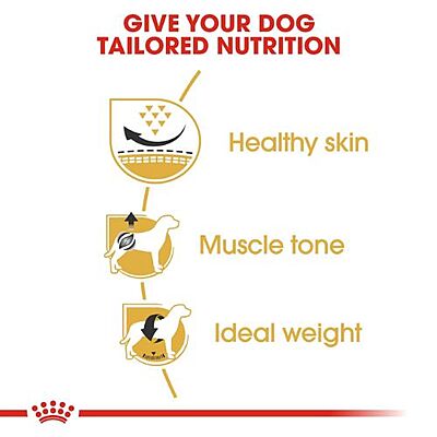 Royal Canin Pug Adult Dry Dog Food โ Tailored Nutrition for Your Pug Royal Canin Pug Adult Dry Dog Food โ Tailored Nutrition for Your Pug